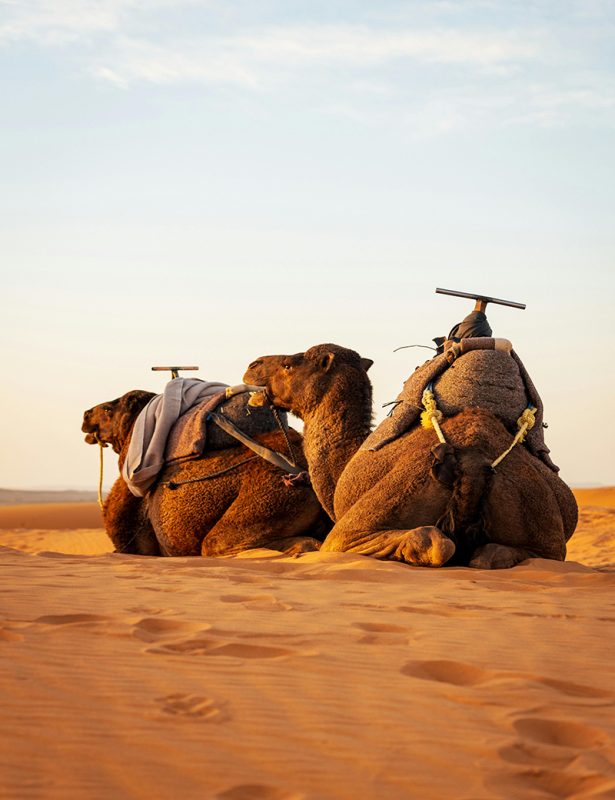 Camel trekking during desert tours in Morocco with local guide